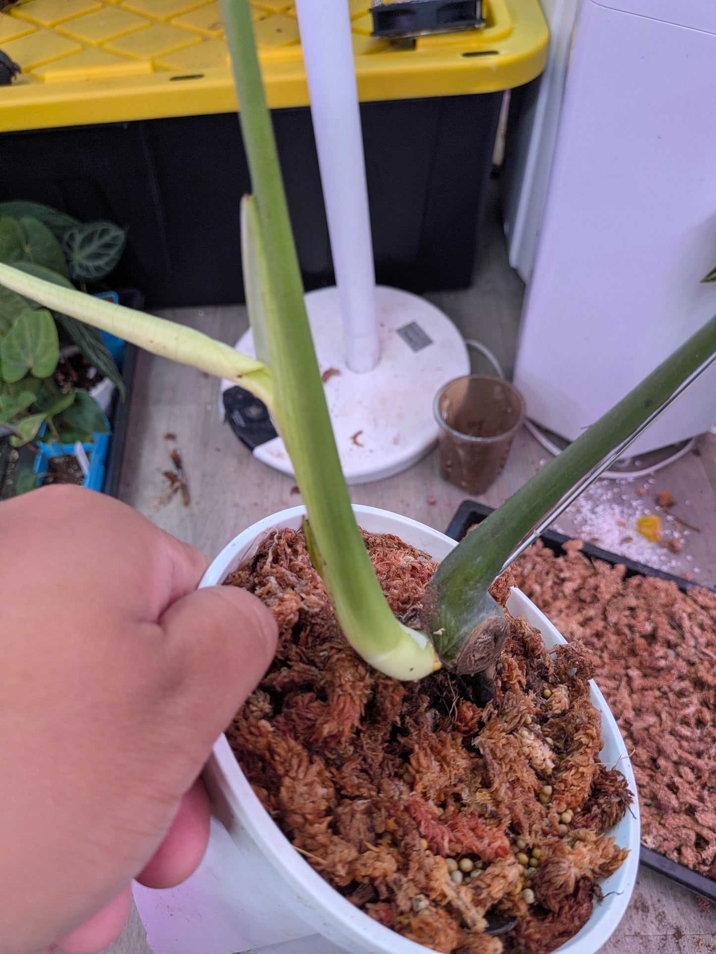 Devil monstera three leaves cutting