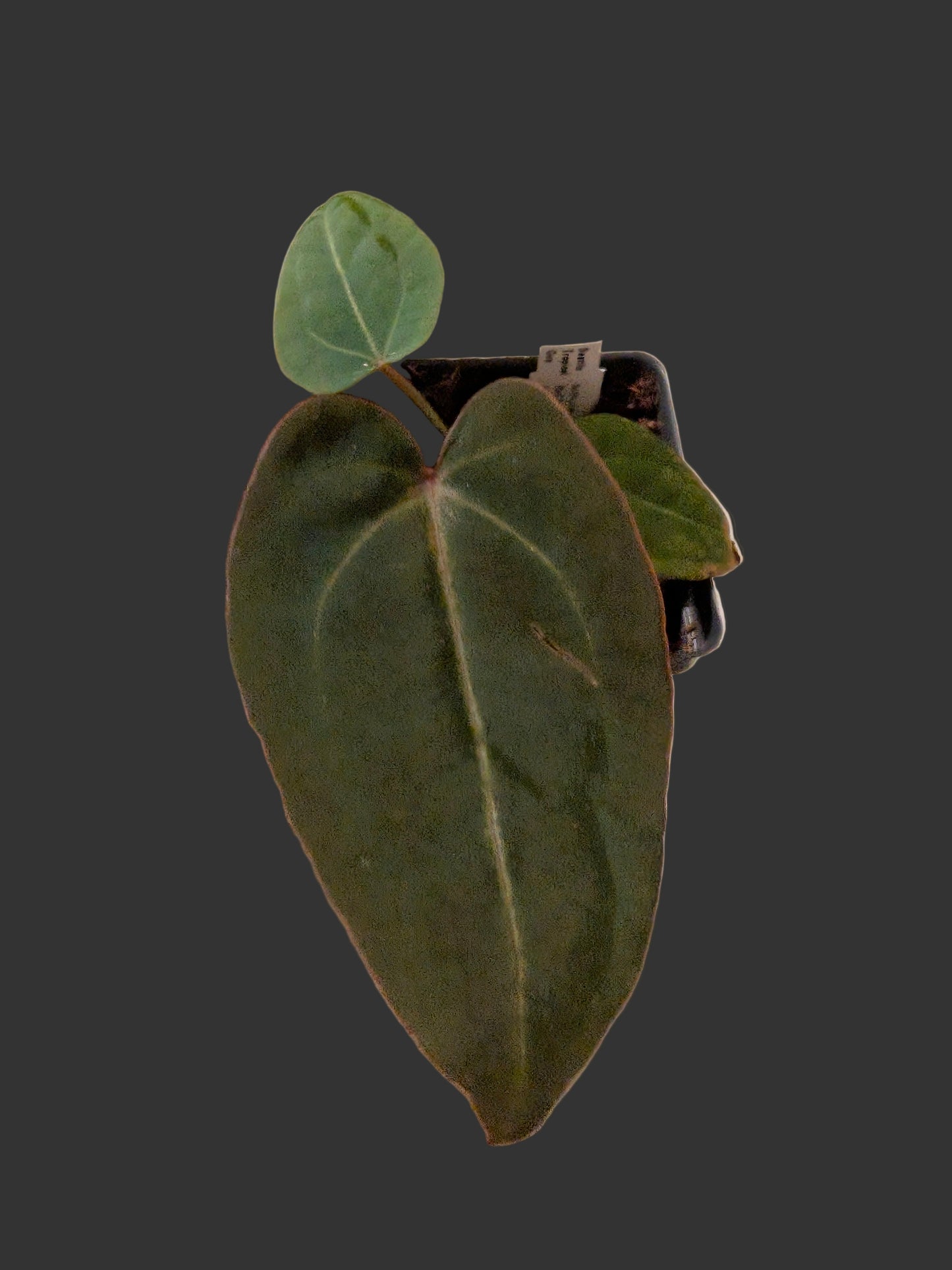 Red spider x rc (purple)