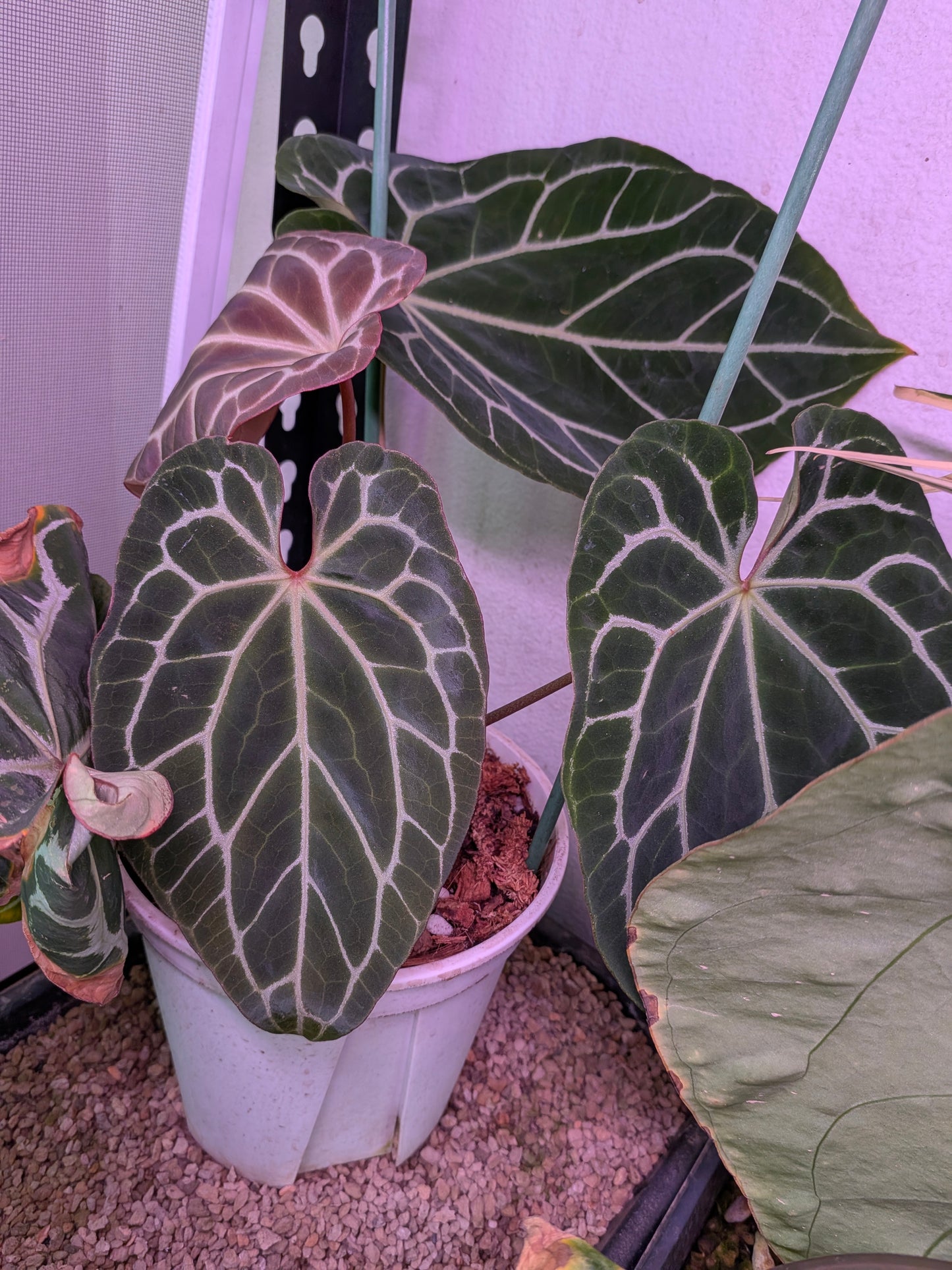 Chocolate x red crystalinum