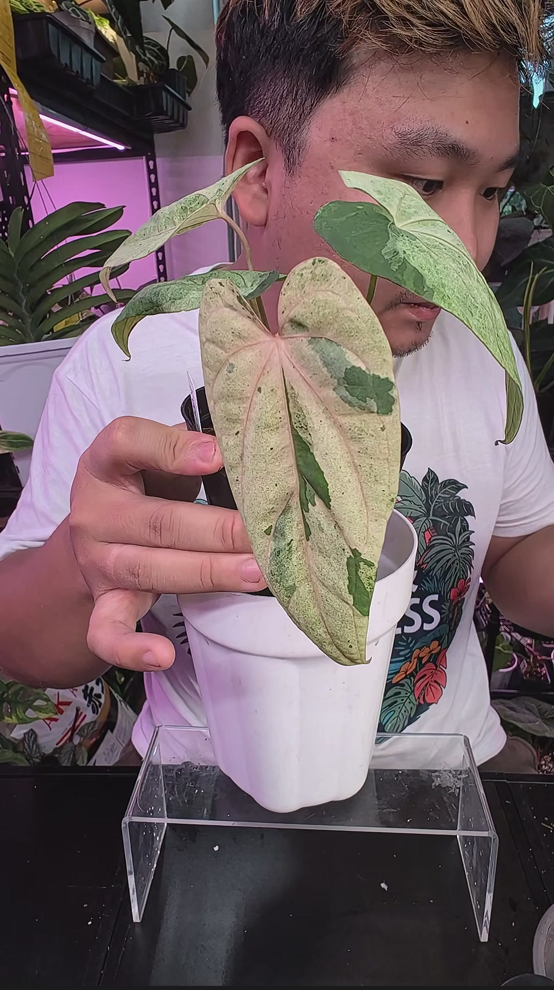 Variegated Anthurium RVDP x (fs rvdp)