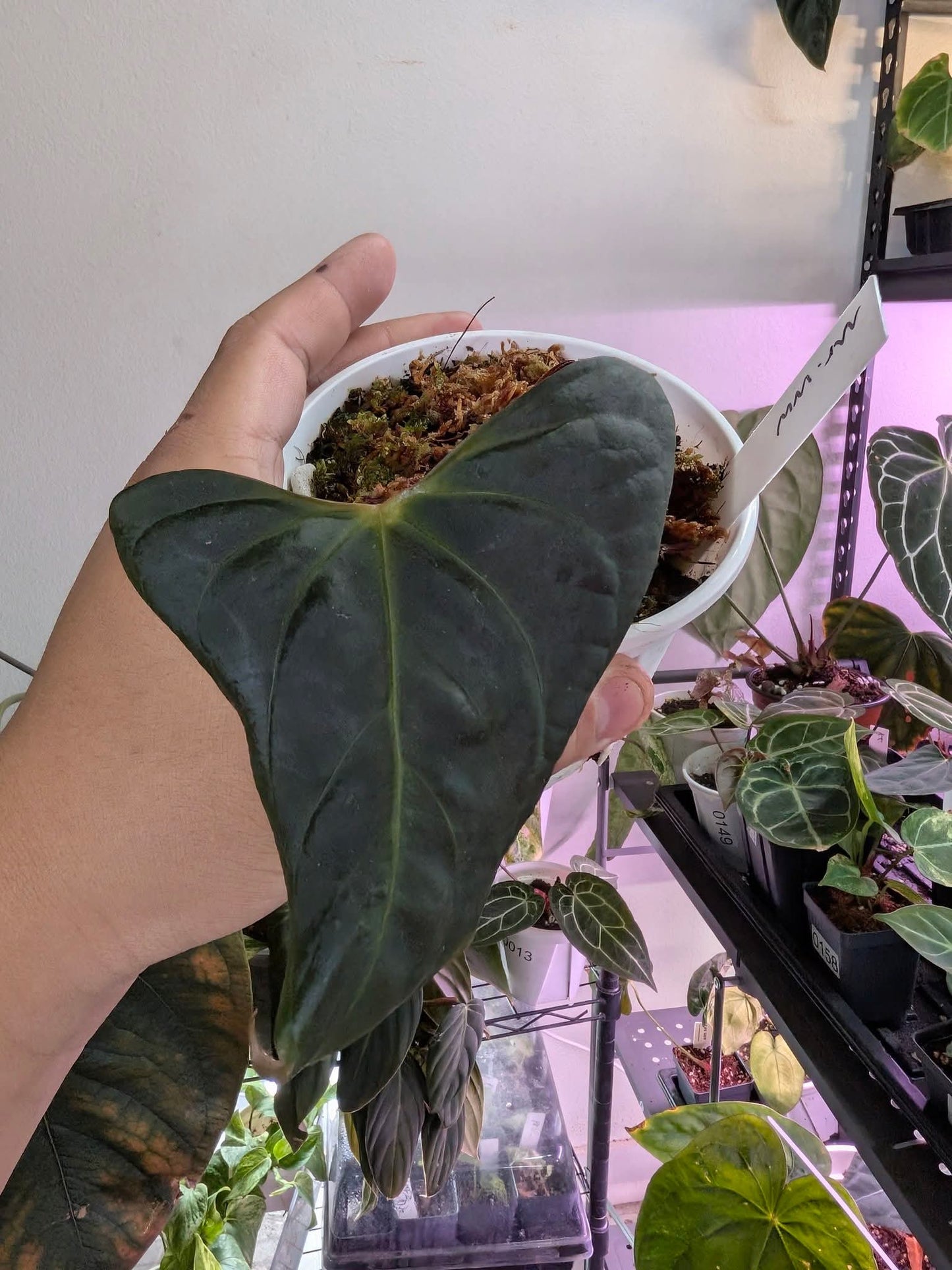 Mr WW offset and RVDP S1