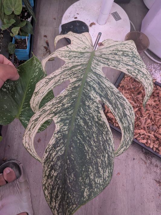 Devil monstera three leaves cutting