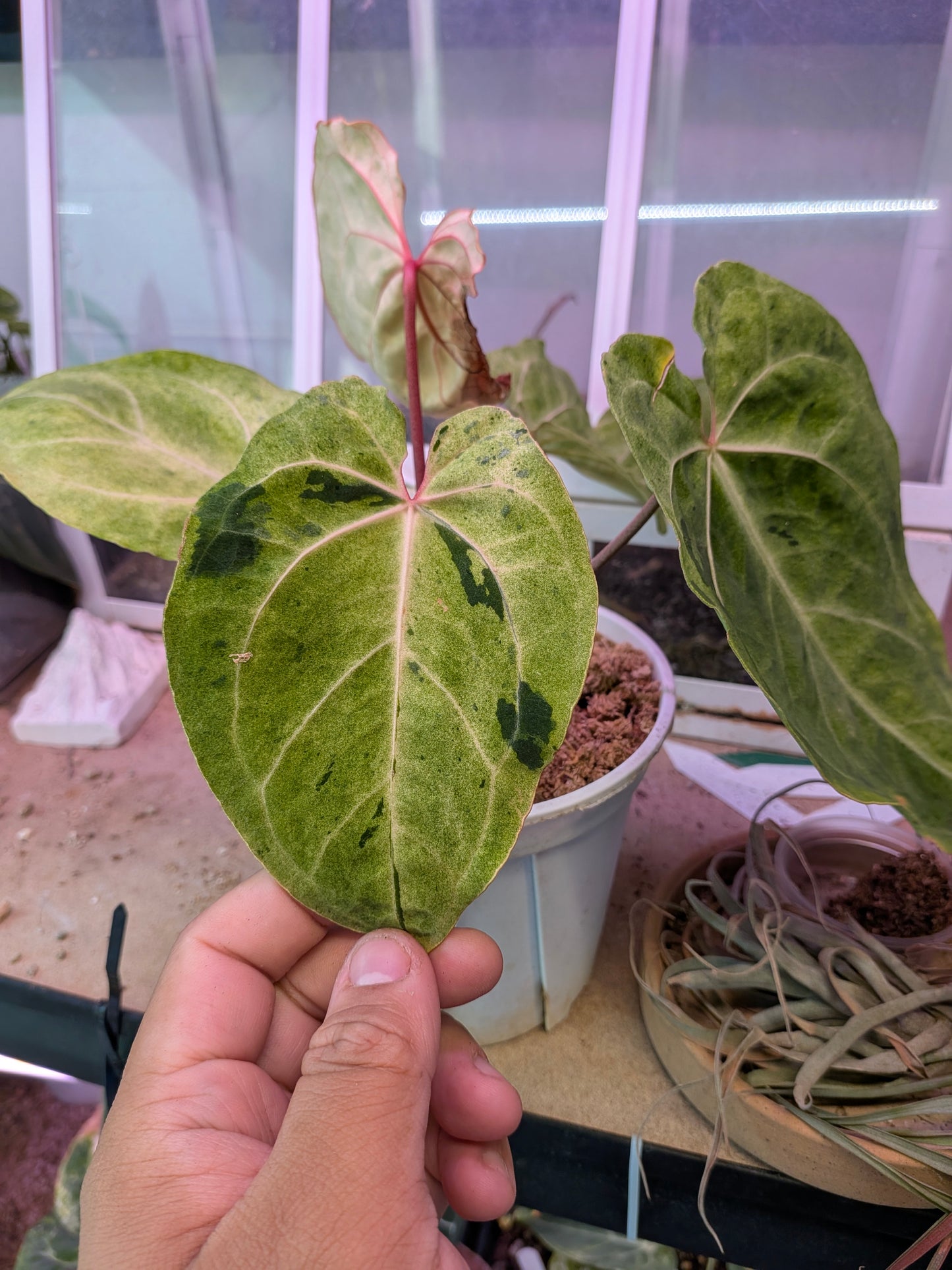 Carla x AOS bloodmoon