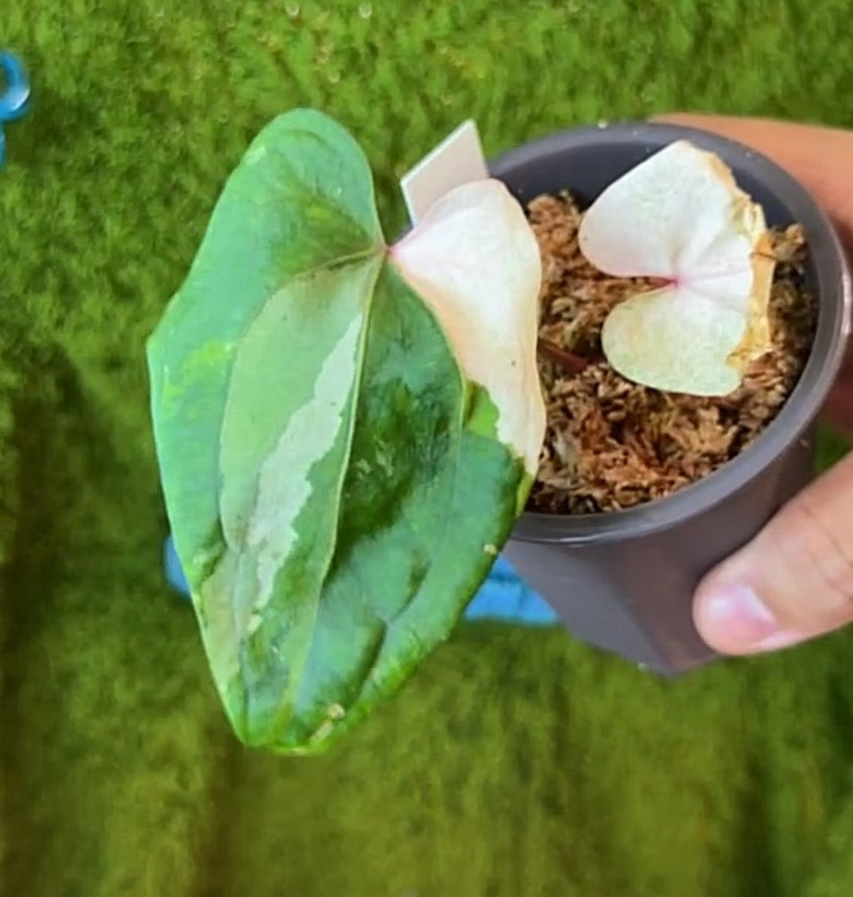 Anthurium RVDP x FS hybrid plant