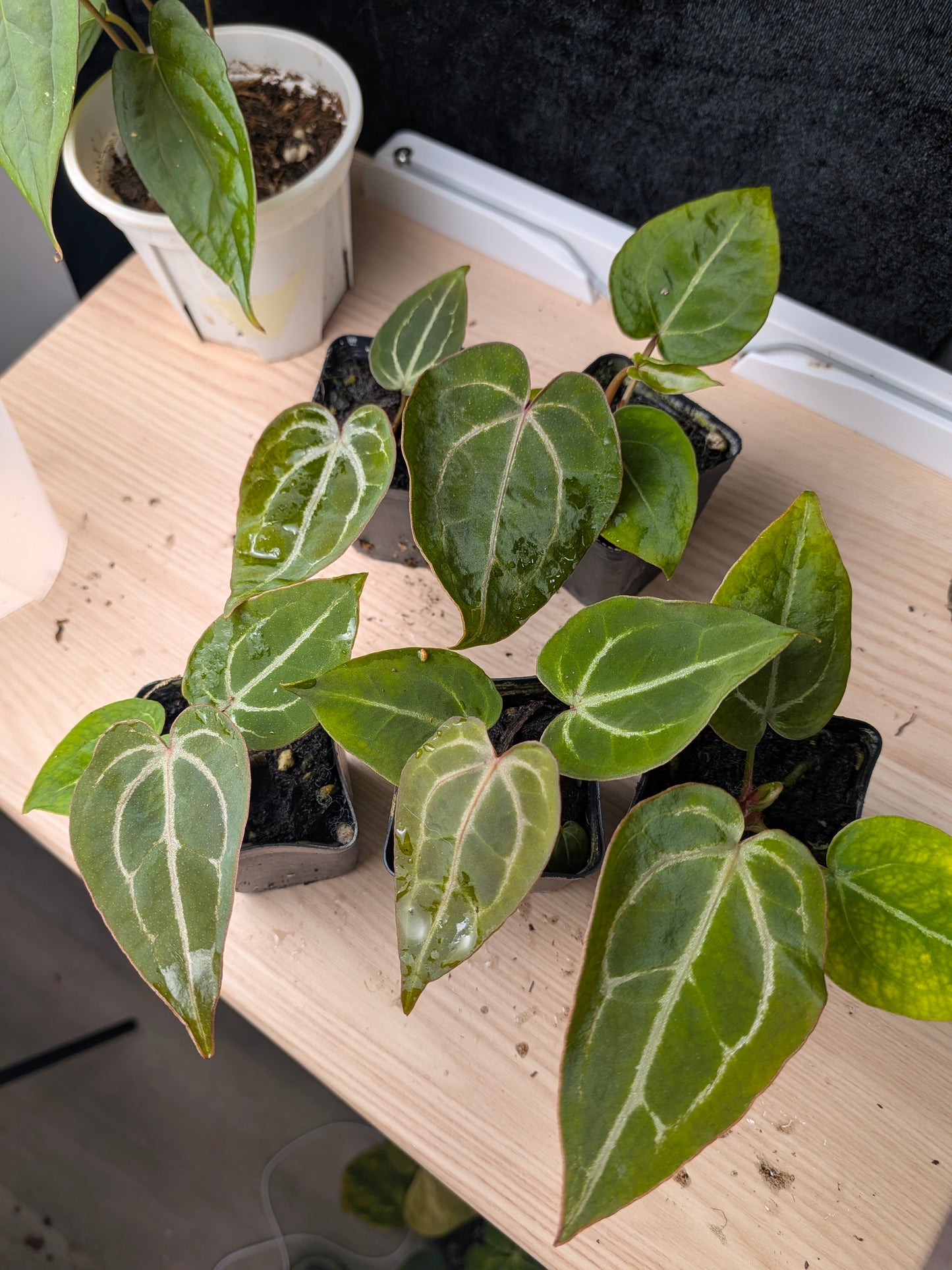 Black widow Michelle self 2 seedlings (top)