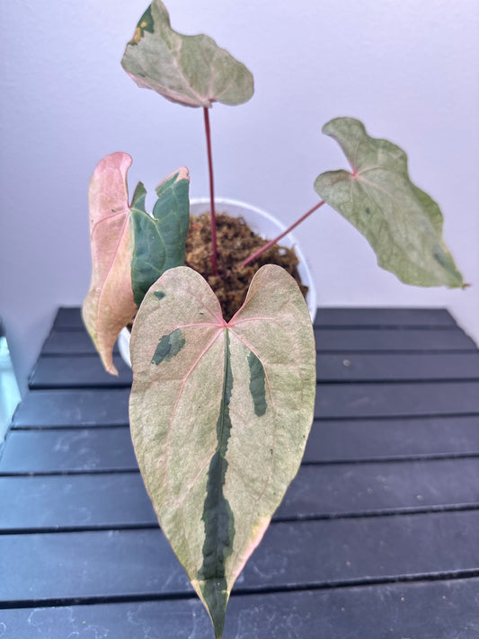 B036 RVDP x Carla var