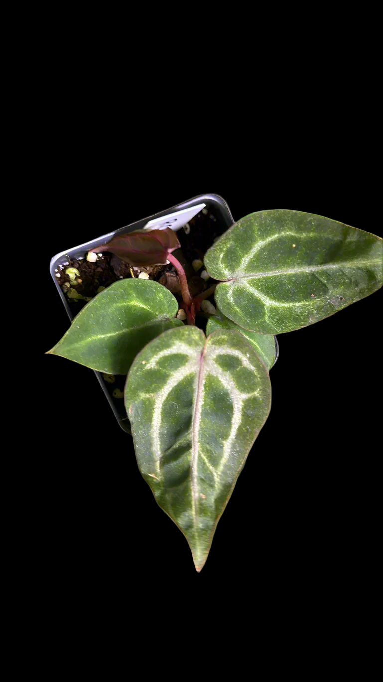 B48 red crystal var rare