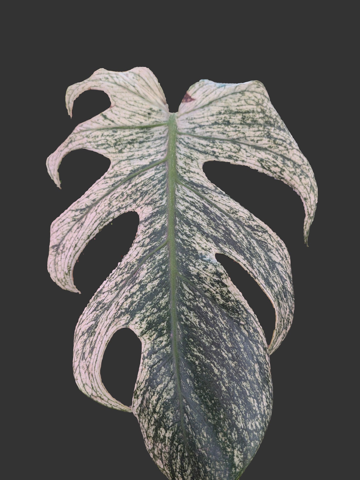 Devil monstera three leaves cutting