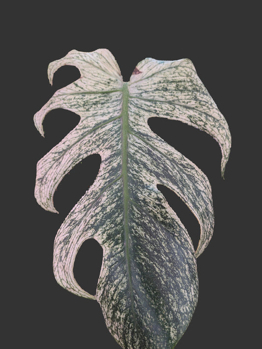 Devil monstera three leaves cutting