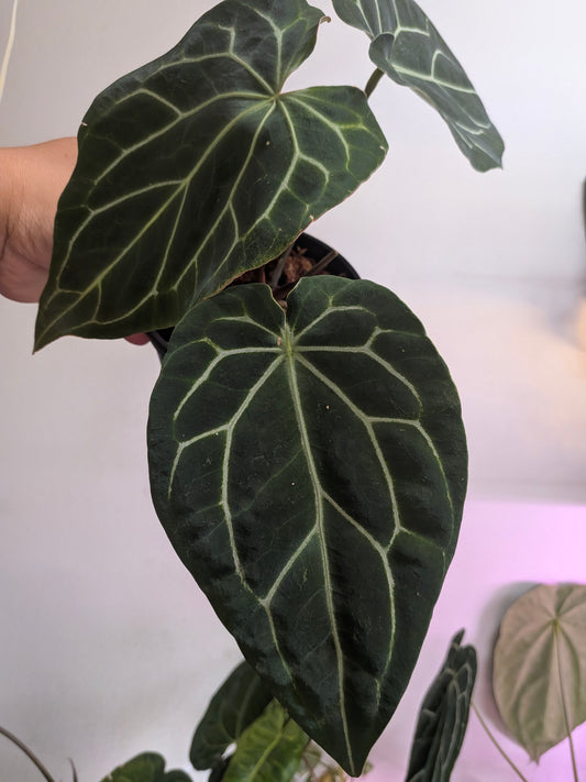 Chocolate x red crystalinum