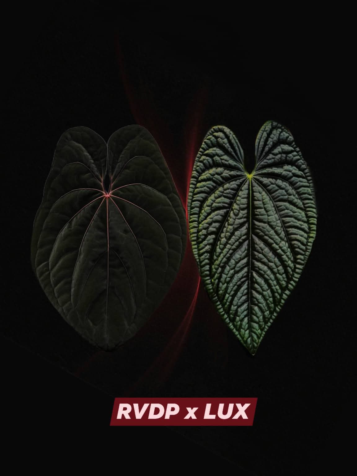 Anthurium RVDP x LUX bulk sale (5 seedlings+)