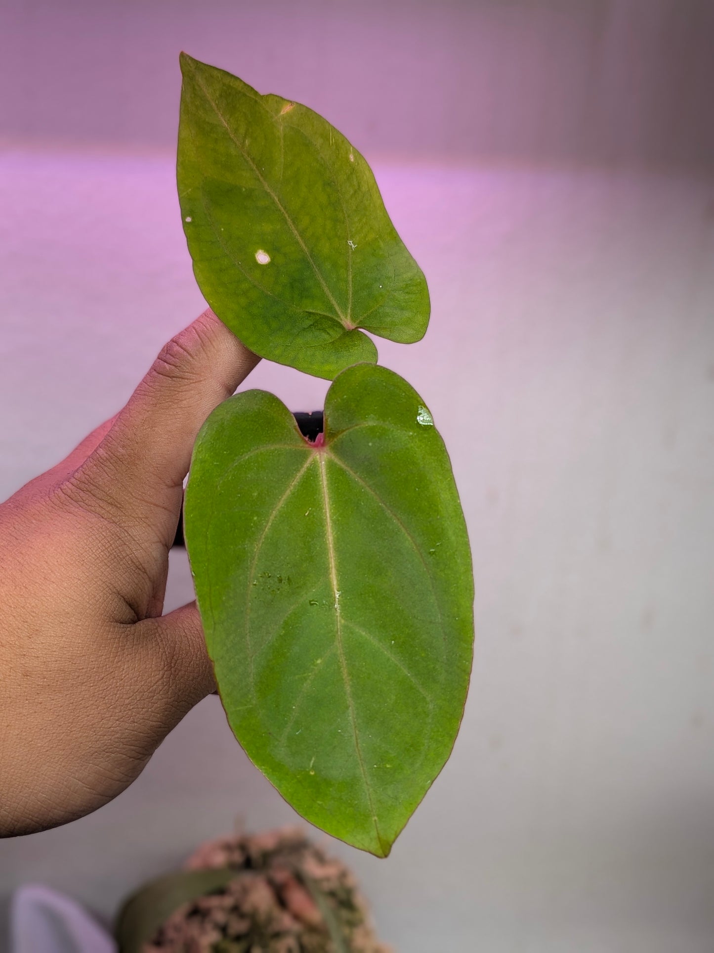 Eastern Dressleri x Red vein dark phoenix