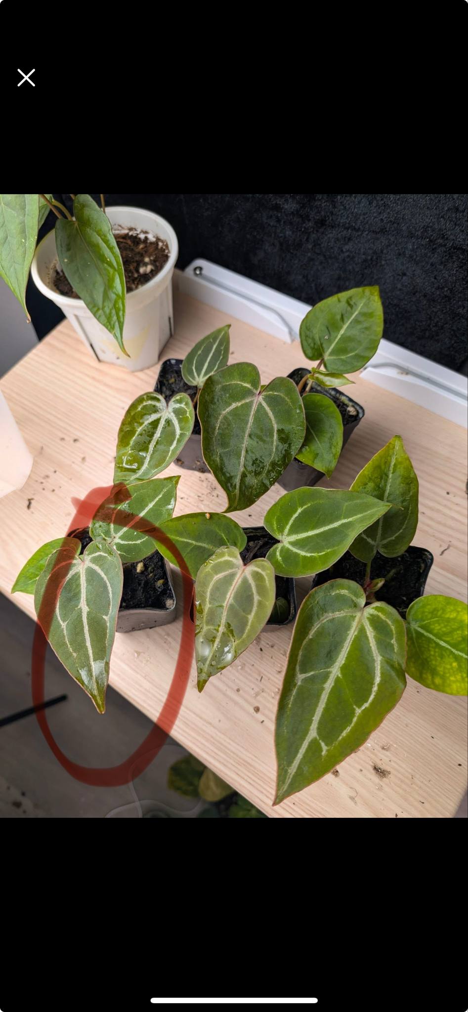 Bwm hybrid and self 2 seedlings