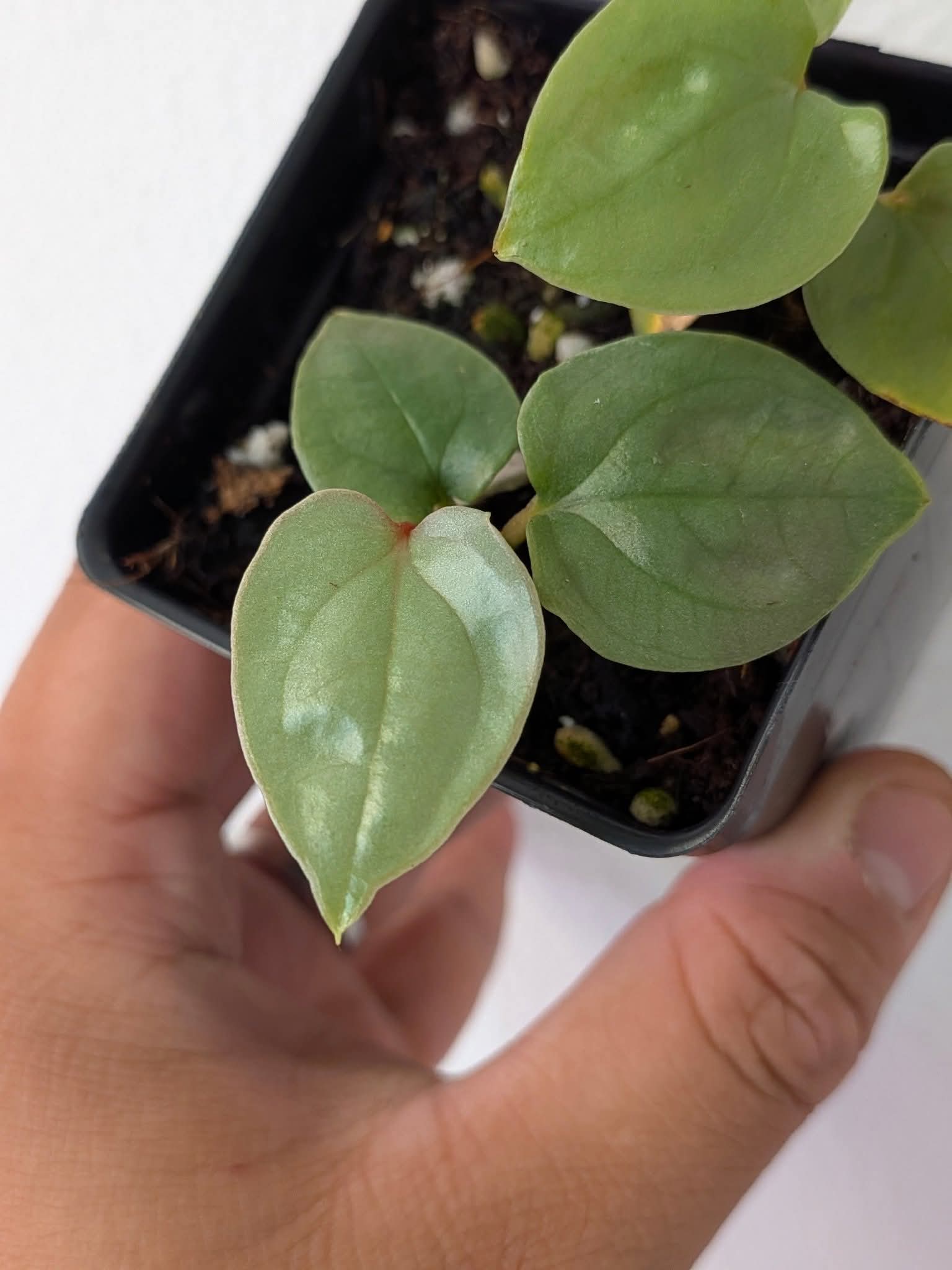 Anthurium RVDP x LUX – Seattle Tropical Garden