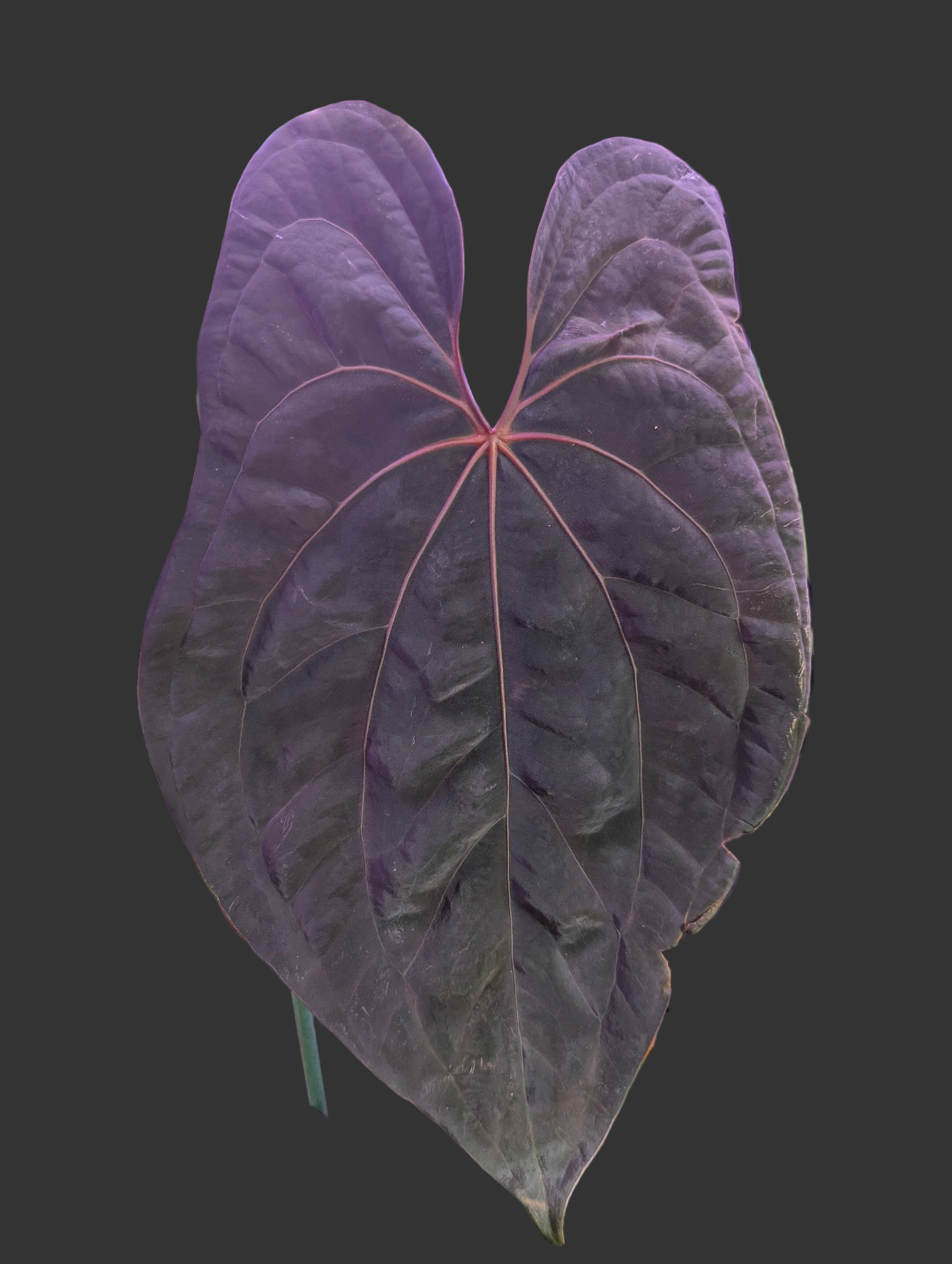 Eastern Dressleri x Red vein dark phoenix