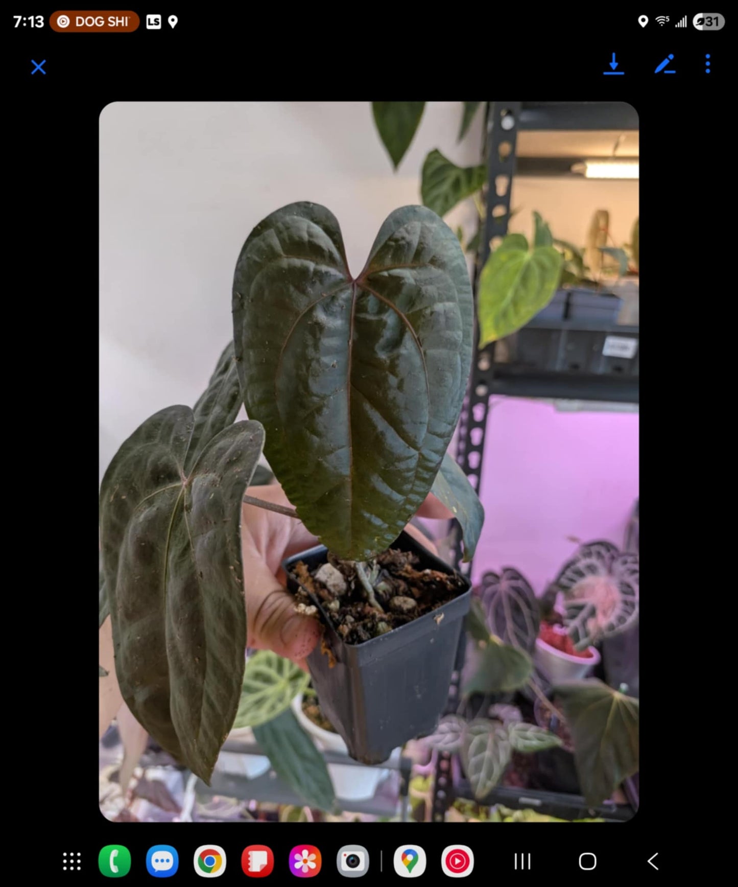 Mr WW offset and RVDP S1