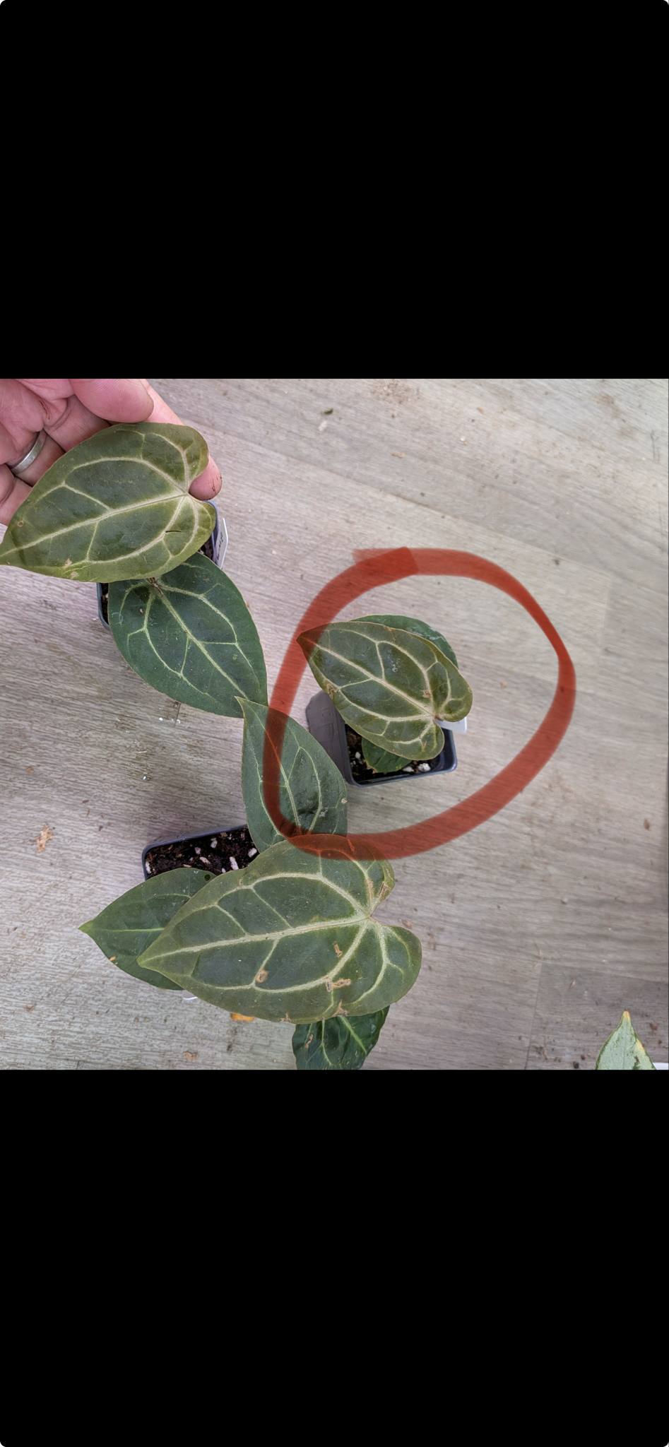 Bwm hybrid and self 2 seedlings