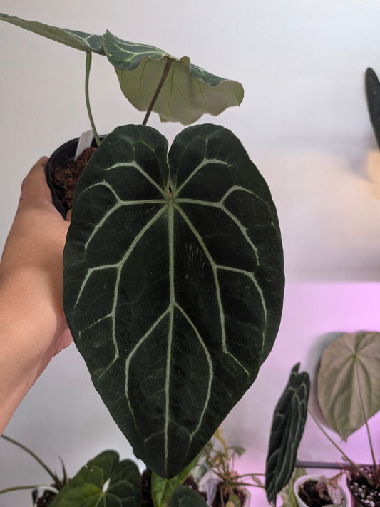 Chocolate x red crystalinum