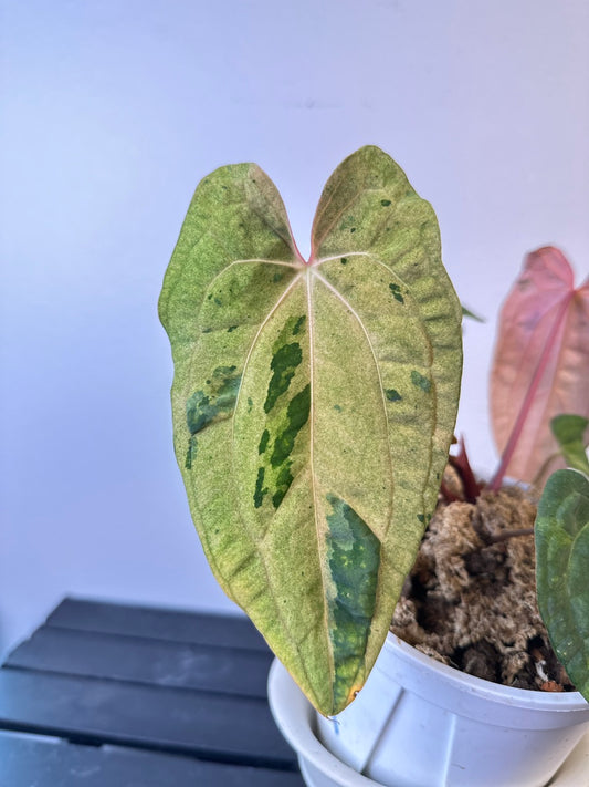 B034 RVDP x dark mama