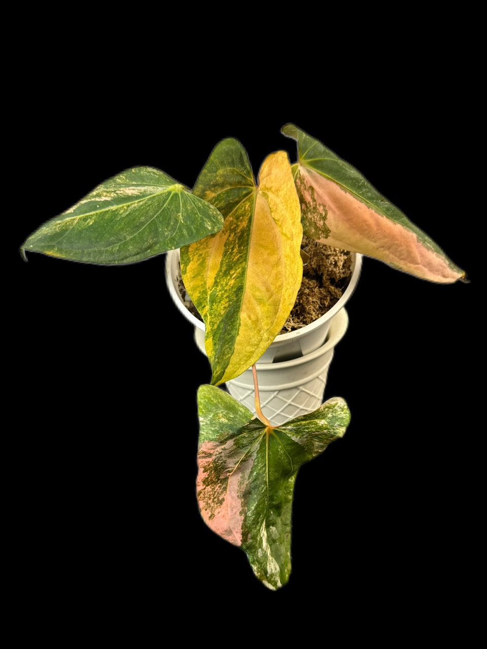 B028 papi fs self pink var